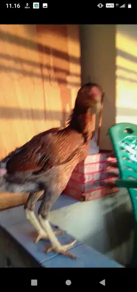 Ayam betina umur 7bln
