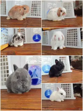 Peternakan kelinci hias