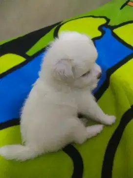 Shihtzu mix  mini pom gembul gemez