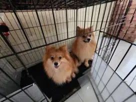 Minipom sepasang murah dan berstambum