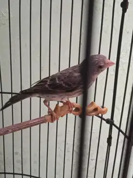 Burung sanger muda jantan gacor
