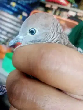 Perkutut Rondosemoyo