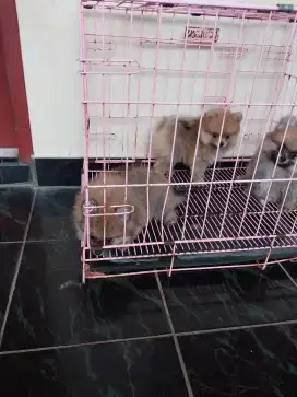 Anjing minipom dan superminipom di jual