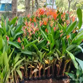 Tanaman Pisangan bunga / pisang elicornia