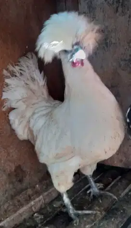 Indukan betina ayam polandia