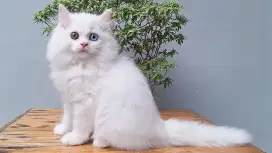 KUCING PERSIA MEIDIUM JANTAN 2 BULAN WHITE SOLID ODDEYE