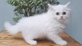 KUCING PERSIA MEIDIUM JANTAN 2 BULAN WHITE SOLID