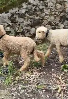 sepasang anakan cempe domba merino super 4 bulanan shaun the sheep top