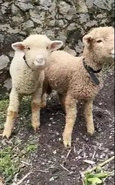 sepasang anakan cempe domba merino super 4 bulanan shaun the sheep top