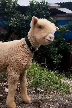 sepasang anakan cempe domba merino super 4 bulanan shaun the sheep top