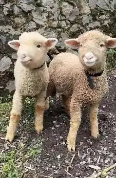 sepasang anakan bibit domba merino 4 bln shaun the sheep rawatan puas