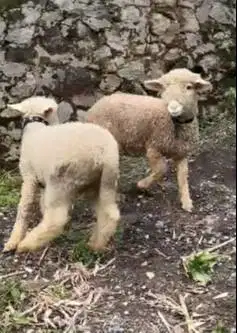 sepasang anakan bibit domba merino 4 bln shaun the sheep rawatan puas