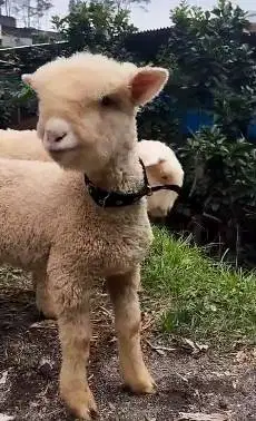 sepasang anakan cempe domba merino super 4 bln shaun the sheep rawatan