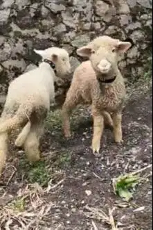sepasang anakan cempe domba merino super 4 bln shaun the sheep rawatan