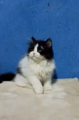 Kitten Persia flatnose betina