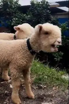 sepasang anakan cempe domba hias merino super 4 bln shaun the sheep ok