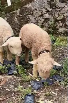 sepasang anakan cempe domba hias merino super 4 bln shaun the sheep ok