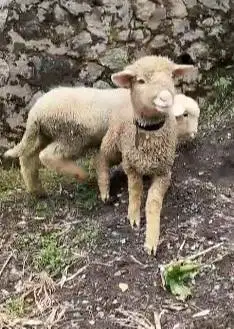 sepasang anakan cempe domba hias merino super 4 bln shaun the sheep ok