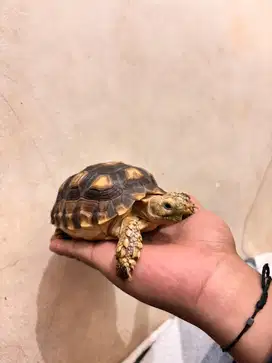 Kura-kura Sulcata