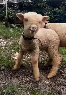 sepasang anakan cempe domba merino super 4 bln shaun the sheep rawatan