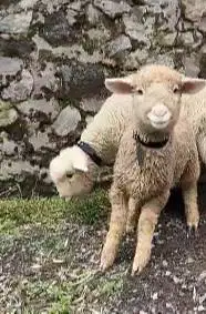 sepasang anakan cempe domba merino super 4 bln shaun the sheep rawatan