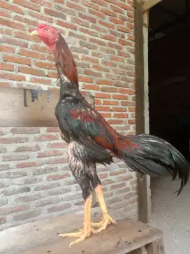 Ayam bangkok jantan