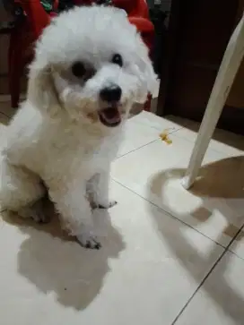 pacak poodle jantan putih