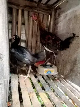Ayam kampung ukuran sedang