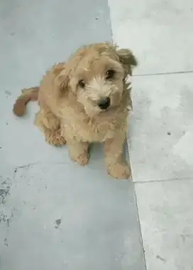 Anjing poodle mix shitzu