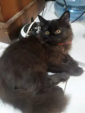 Kucing anggora kucing persia murah kucing nurut anak kucing