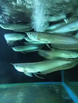 Ikan arwana silver 22-25cm