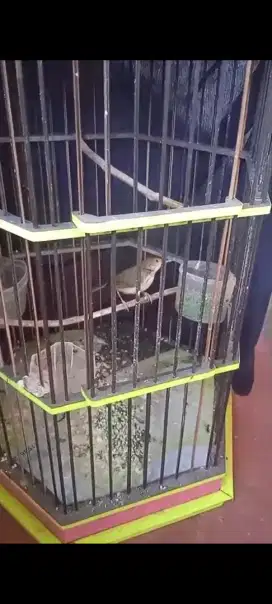 Burung saja, prenjak jantan jinak rawatan gacor berani kaca