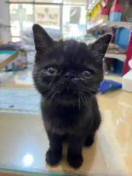 Kitten/anakan persia exotic peaknose/pesek jantan black solid