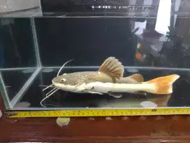 EDISI KURAS KOLAM IKAN RTC