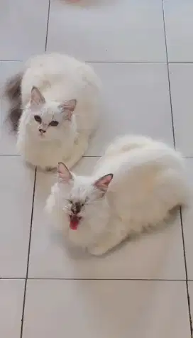 Dijual Kucing Persia mix Himalaya (Free tas kucing)