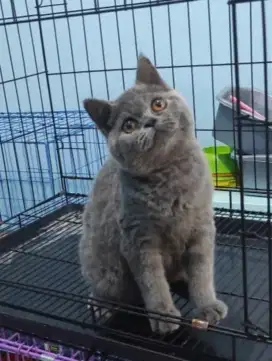 kucing kitten british shorthair pure line ped