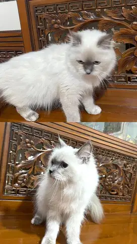 Kucing persia himalaya