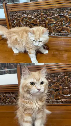 Kucing persia oren