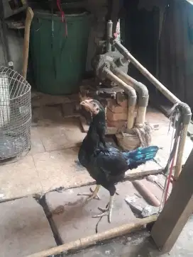 Ayam cewean bangkok nya,yg minat