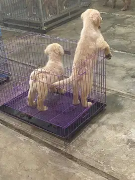 Golden Retriever Puppys  4 Bulan Stambum Big Bone Bloodline Champion