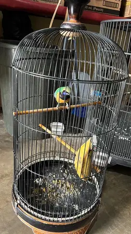 Cucak Cungkok rajin