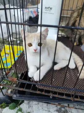 DIJUAL kitten bicolor white - cream, sehat lucu dan manja
