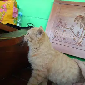 persia medium short hair /british KW. betina 4bln
