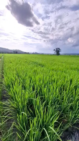 Sawah produktif