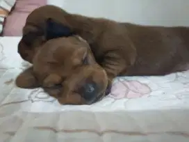 DIJUAL Puppy Dachsund/Tekel murni