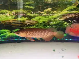 Arwana golden red 30cm