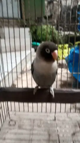 Jual burung lovebird batman jantan