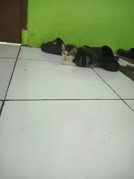 Kitten persia imut