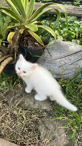 JUAL ANAK KUCING ANGGORA PERSIA