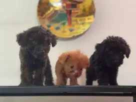 Mix Poodle Shihtzu